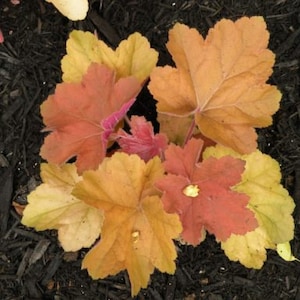Southern Comfort Heuchera Starter Plant (ALL Starter Plants REQUIRE You to Purchase 2 plants)