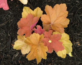 Southern Comfort Heuchera Starter Plant (ALL Starter Plants REQUIRE You to Purchase 2 plants)