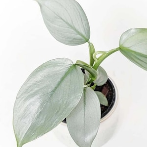 Silver Sword Pothos Starter (ALL Starter Plants REQUIRE You to Purchase 2 plants) House Plants