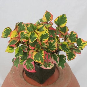 May include: A potted plant with green, yellow, and red leaves. The plant is in a black plastic pot and is sitting on a terracotta pot.