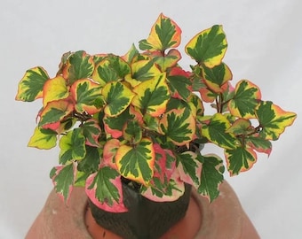 Chameleon Plant Live Starter Plant (ALL Starter Plants REQUIRE You to Purchase 2 plants)