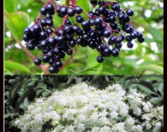 Elderberry Tree Seedling Starter Plant ppp (ALL Starter Plants REQUIRE You to Purchase 2 plants)