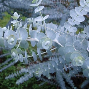 Baby Blue Eucalyptus Starter Plant FREE SHIPPING