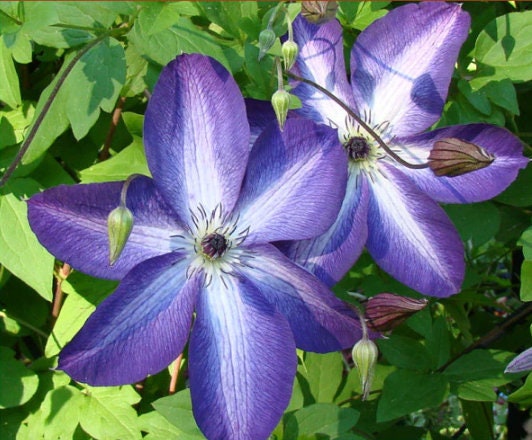 Clematis Dufek (Clematis Dufek, nebo podzim, Plaménku Dufek) Clematis Dufek