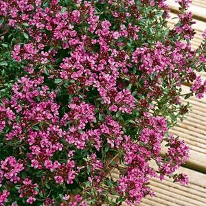 May include: Close-up of a vibrant thyme plant in full bloom. The image showcases clusters of small, bright pink flowers and green foliage. The plant is lush and healthy, with a wooden deck in the background.