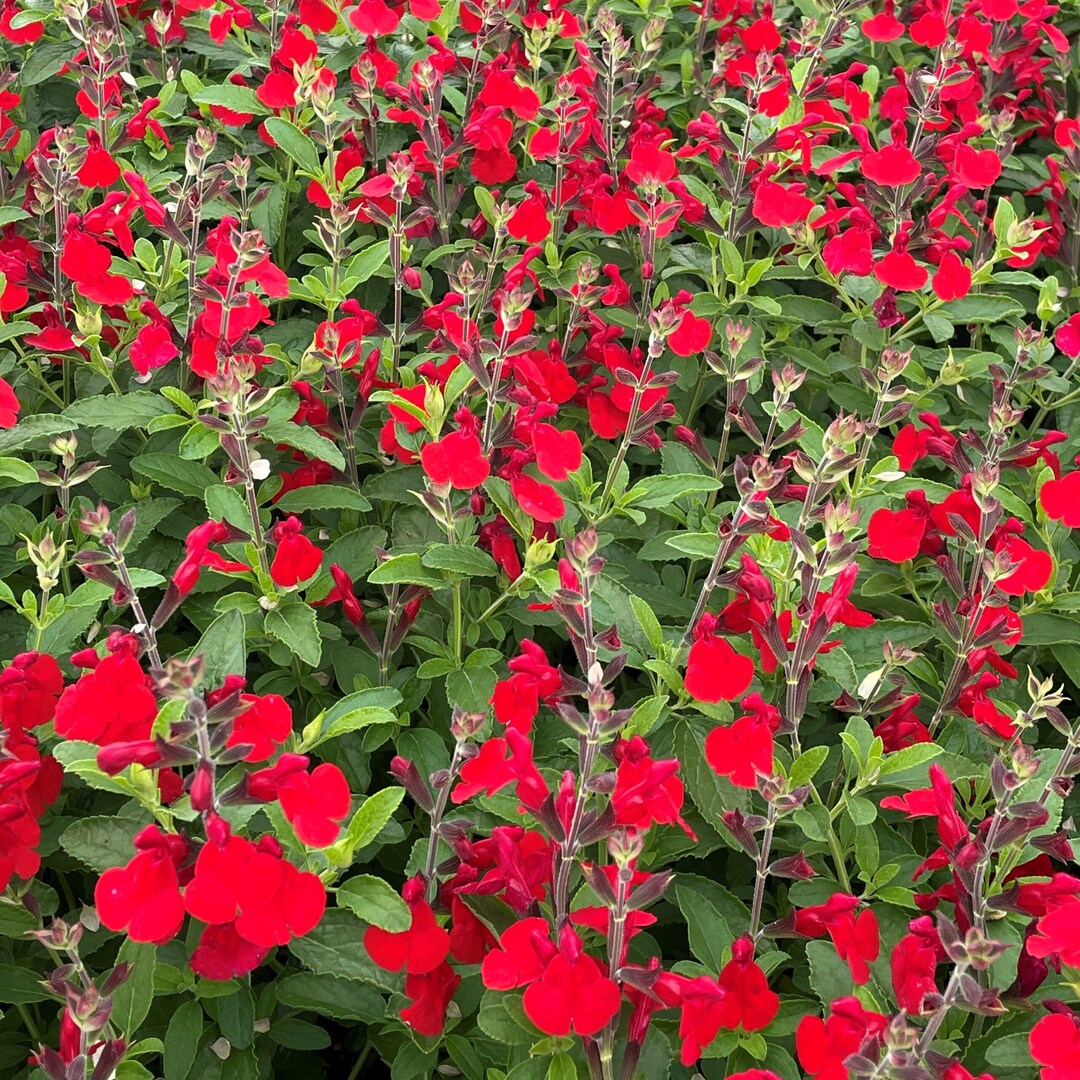 FREE SHIPPING - RED Greggii Salvia Plug Starter Plant - Etsy