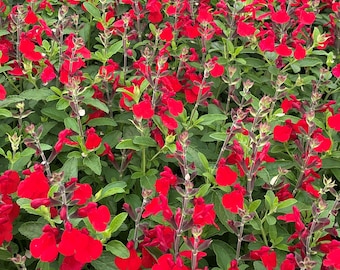 FREE SHIPPING - RED Greggii or Radio Red Salvia Plug Starter Plant