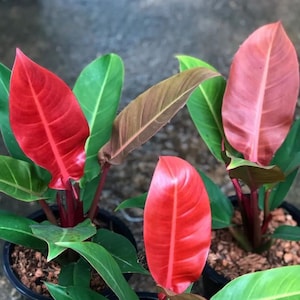 Red Imperial Philodendron Starter (ALL Starter Plants REQUIRE You to Purchase 2 plants) House Plants