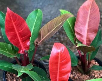 Red Imperial Philodendron Starter (ALL Starter Plants REQUIRE You to Purchase 2 plants) House Plants