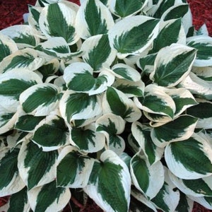ENVÍO GRATIS - Bulbos de Hosta Patriot abigarrados