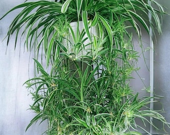 FREE SHIPPING - Cuttings - Reverse Variegated Spider Plant