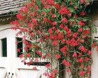 FREE SALE - Major Wheeler Honeysuckle Red Orange Flowers Vine Starter Plant