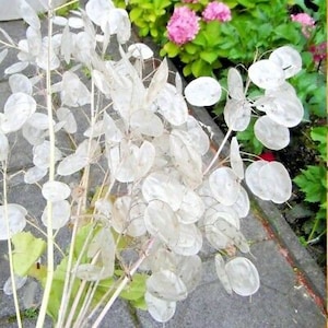 Money Plant Seeds Silver Dollar Plants | FREE SHIPPING