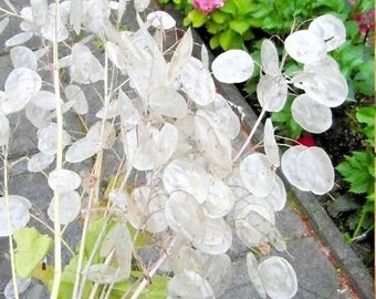 Money Plant Seeds Silver Dollar Plants | FREE SHIPPING