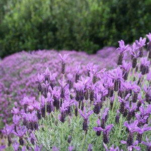 Spanish Lavender Plug Starter Plant (ALL Starter Plants REQUIRE You to Purchase 2 plants)