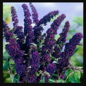 FREE SHIPPING - Butterfly Bush Black Knight Starter Plant
