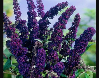 Butterfly Bush Black Knight Starter Plant (ALL Starter Plants REQUIRE You to Purchase 2 plants)