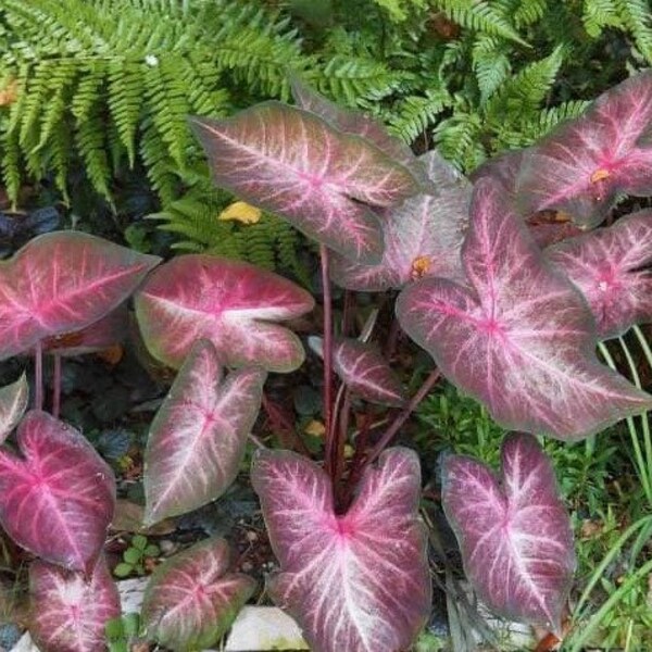 Caladium Bulbs Etsy