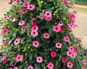 Pink Black Eyed Susan Vine Starter Plant (ALL Starter Plants REQUIRE You to Purchase 2 plants)