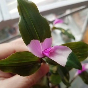 Tradescantia Blushing Bride Starter Plant ppp (ALL Starter Plants REQUIRE You to Purchase 2 plants)