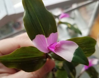 Tradescantia Blushing Bride Starter Plant ppp (ALL Starter Plants REQUIRE You to Purchase 2 plants)