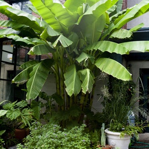 Cold Hardy Banana Tree Musa Starter Plant ppp ALL Starter Plants REQUIRE You to Purchase 2 plants image 2