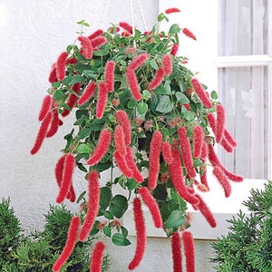 Firetails Vine Starter Plant (ALL Starter Plants REQUIRE You to Purchase 2 plants)