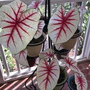 Fiesta Caladium Bulbs Live Plant (ALL Starter Plants REQUIRE You to Purchase 2 plants)