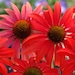 see more listings in the Perennial Flowers section