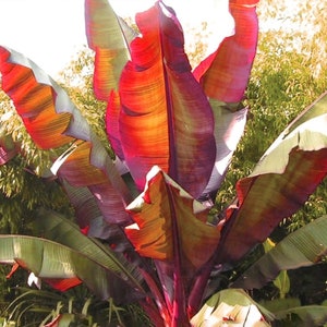 May include: A vibrant red and green banana plant with large, tropical leaves. The leaves are arranged in a fan shape, with the tallest leaf reaching towards the sky.