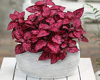 Red Splash Polka Dot Plant Starter Plant ppp (ALL Starter Plants REQUIRE You to Purchase 2 plants)