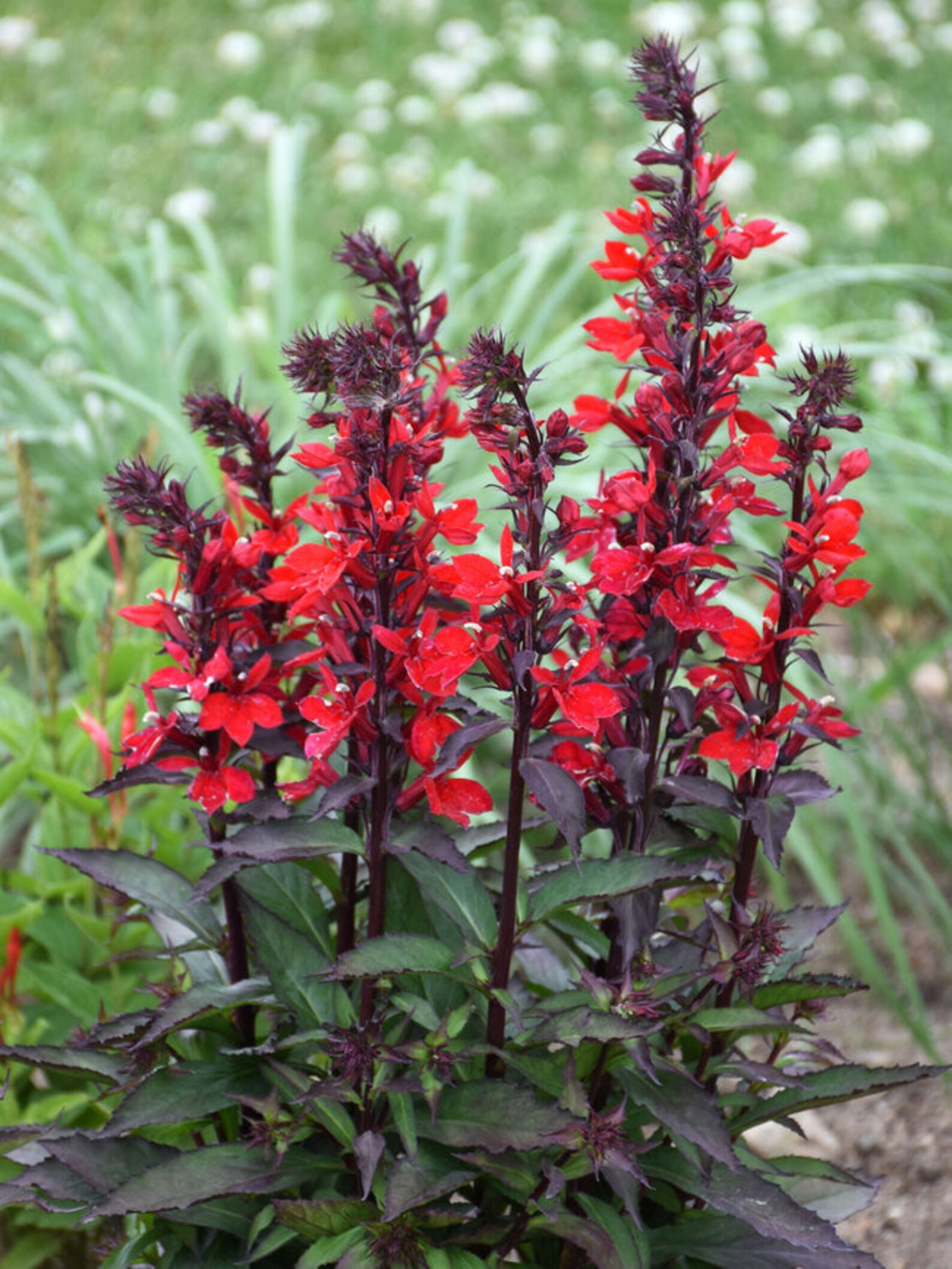 Black Cardinal Flower Starter Plant ALL Starter Plants Etsy