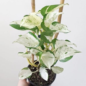 Rare Manjula Pothos Starter Plant (ALL Starter Plants REQUIRE You to Purchase 2 plants) Pre-order for March 1st