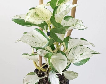 Rare Manjula Pothos Starter Plant