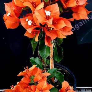 May include: A vibrant orange bougainvillea plant in a black pot. The plant features clusters of bright orange bracts with small white accents, complemented by green leaves. A wooden stake supports the plant, set against a dark background.