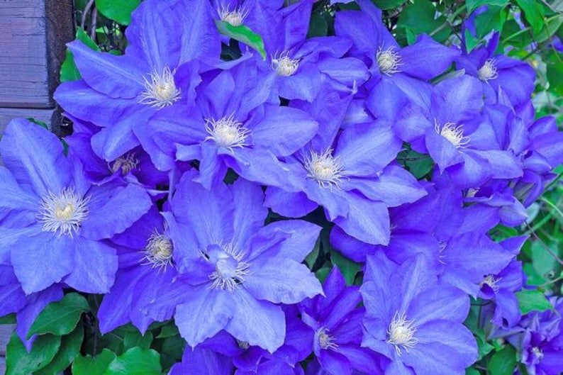 Venosa Violacea Clematis - Thumbnail 3
