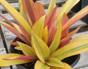 Sitara's Gold Tradescantia spathacea Starter Plant plug ppp (ALL Starter Plants REQUIRE You to Purchase 2 plants)