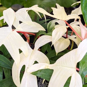 FREE SHIPPING - Florida Ghost Mint Philodendron Variegated House Plants