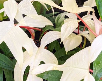 FREE SHIPPING - Florida Ghost Mint Philodendron Variegated House Plants