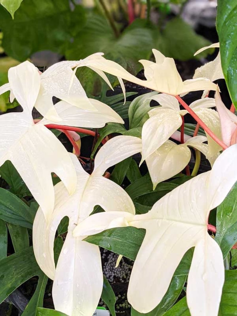 FREEplantShippingCo Philodendron