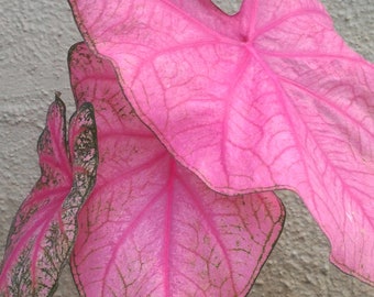 Fannie Munson Pink Caladium Bulbs Live Plant ppp(ALL Starter Plants REQUIRE You to Purchase 2 plants)
