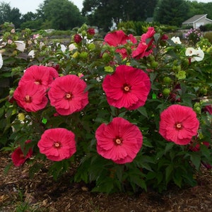 Red Hibiscus Flower Plug Starter Plant (ALL Starter Plants REQUIRE You to Purchase 2 plants)