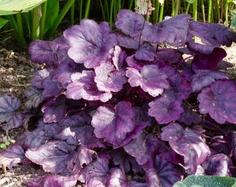 FREE SHIPPING - PURPLE Grande Amethyst Heuchera Starter Plant