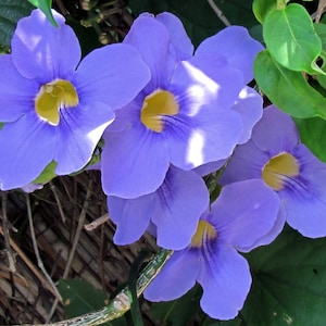 May include: Close-up of a cluster of vibrant purple flowers with yellow centers. The flowers are blooming on a vine with green leaves.
