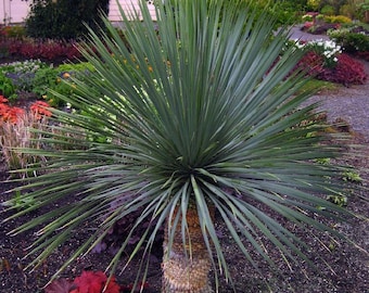 FREE SHIPPING - Yucca Sapphire Skies