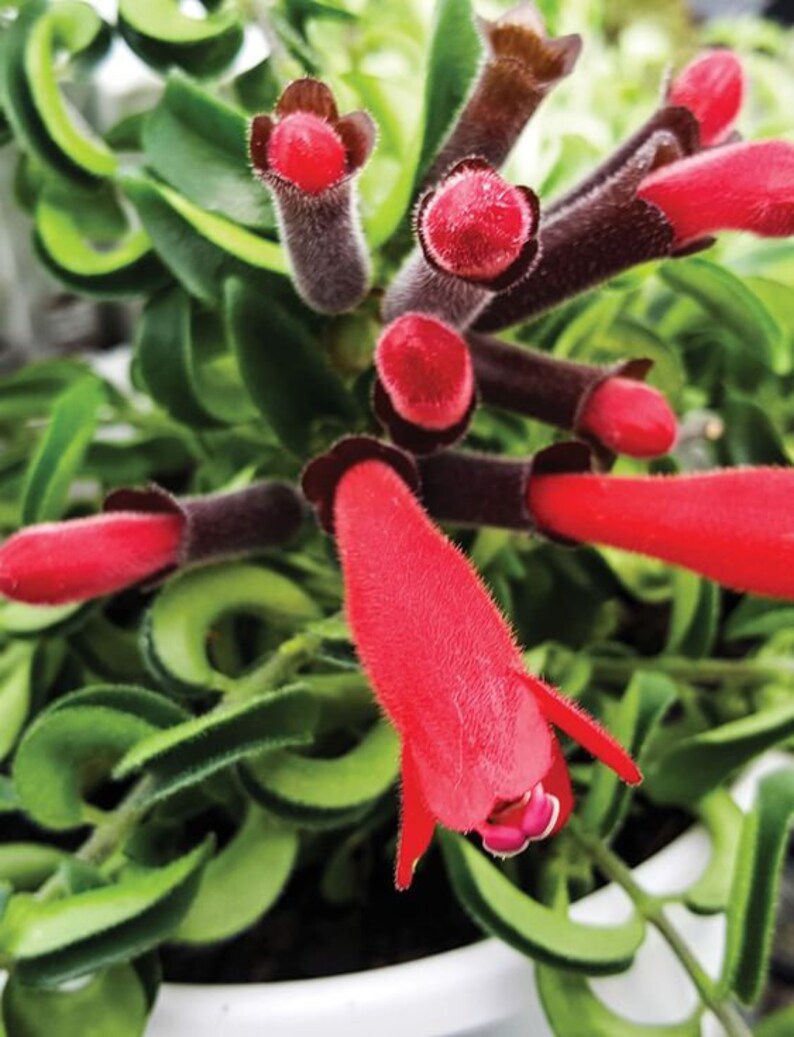 Red Lipstick Plant Etsy