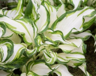 Variegated Hosta Mediovariegata Bulbs (ALL Starter Plants REQUIRE You to Purchase 2 plants)