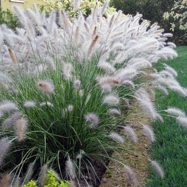 Tall Bunny Grass Plug Starter Plant (ALL Starter Plants REQUIRE You to Purchase 2 plants)