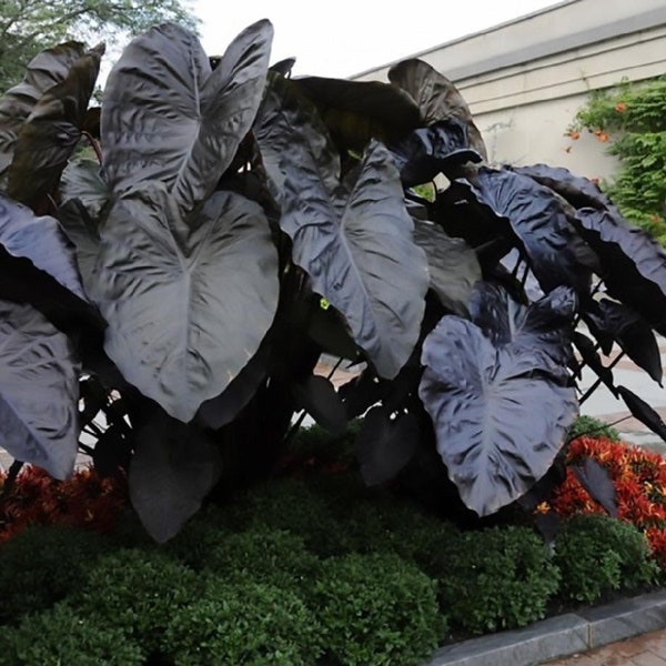 Rare Black Coral Elephant Ears Alocasia Starter (ALL Starter Plants REQUIRE You to Purchase 2 plants) House Plant *shiptime*
