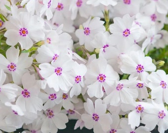 Amazing Grace Phlox Starter Plant (ALL Starter Plants REQUIRE You to Purchase 2 plants) White Flowers